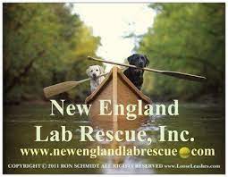 We did not find results for: Pets For Adoption At New England Lab Rescue Inc In Limerick Me Petfinder
