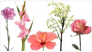 Check spelling or type a new query. Edible Flowers List For Use In Cooking And Garnishing Teleflora Com