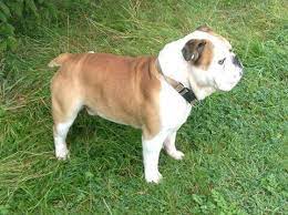 The victorian bulldog is a stout dog weighing 55 to 75 pounds, it stands at a height of about 19 inches. Victorian Bulldog Appearance Characteristics And Pictures