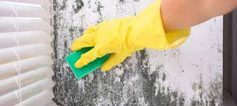Diy Mold Cleaning Indiana Mold Remediation
