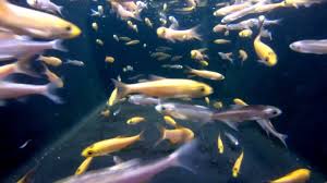 They do not have limbs, like arms or legs, and they do have digits (fingers & toes). 2 3 Golden Blue Orfe Youtube