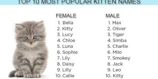 10 corgi mixes full of fabulous personality and energy. 2012 S Most Popular Kitten Names Bella Max And Kitty