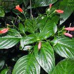 Image result for Ruellia brevifolia