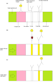 Az első itthon fertőződött kutyáról ben számoltak be és az elmúlt évben ugrásszerűen megnőtt a hazai esetek száma. Designs Formats And Applications Of Lateral Flow Assay A Literature Review Sciencedirect