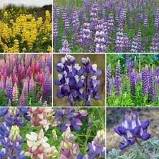 Texas Bluebonnet Seeds Lupinus Texensis In 2020 Lupine Flowers Flower Seeds Wildflower Seeds