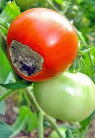 Tums chemically are calcium carbonate. Tomato Talk Preventing Blossom End Rot Beat Your Neighbor