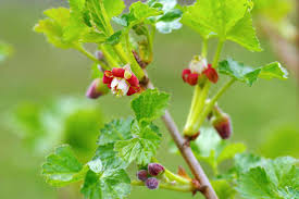 Image result for jostaberry