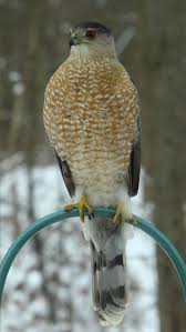 Choose your favorite cooper's hawk photographs from 1,492 available designs. Cooper S Hawk At The Feeder Feederwatch