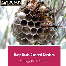 Oct 05, 2015 · how to remove bees from a wall gather your tools. How To Kill Bees Nest In Wall Arxiusarquitectura