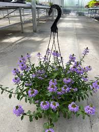 Image result for Scaevola