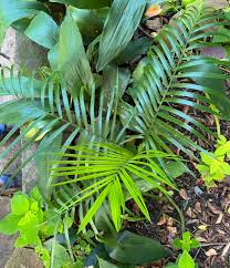 Image result for Chamaedorea radicalis