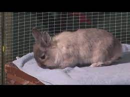 How To Look After For A Baby Rabbits - Youtube