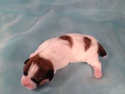 Find teacup shih tzu puppies and dogs from a breeder near you. Iowa Puppies For Sale Iowa Breeders 2012