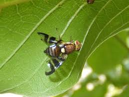 Image result for Rhagoletis completa