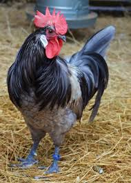 Bresse Chicken Is Subject To An Appellation D Origine Controlee So Outside Of France This Breed Is Rai Fancy Chickens Chickens And Roosters Beautiful Chickens