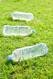 Or plant marigolds between vegetable rows, which repel dogs and other backyard pests, such as mexican bean beetles, aphids, squash bugs, and whiteflies. Don S Tips Old Husbands Tales 6 Water In Soft Drink Bottles Repel Dogs Burke S Backyard