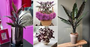 There are several types of trees with purple flowers, and they all possess a regal beauty typical of their color. 24 Gorgeous Purple Houseplants Balcony Garden Web