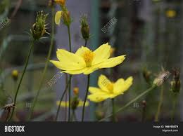 Not only background indah, you could also find another pics such as background ppt bergerak indah, background cantik dan indah, background pptx indah, background pemandangan indah. Cosmos Sulphureus Image Photo Free Trial Bigstock