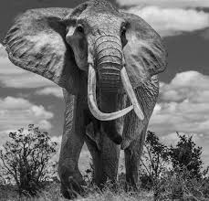 Full On Day In Tsavo East This Really Is A Land Of Giants I Was Hiding Under My Land Rover To Take This Never A Dull Moment He David Yarrow Elephant