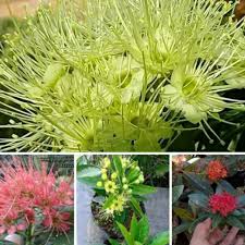 Jual benih alfalfa murah & tulip. 5 Bibit Bunga Santos Lemon Tanaman Hias Shopee Indonesia