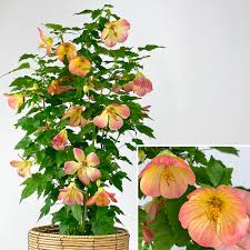Image result for Abutilon grantii