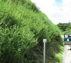 Image result for Stylosanthes guianensis