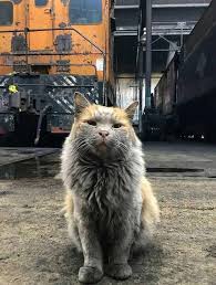Imgur Funny Cat Photos Funny Cat Pictures Funny Cats