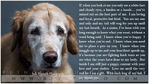 Usda licensed commercial breeders account for less than 20% of all breeders in the country. Reynolds Photography Pets Photo 23 Dog Poems Dog Golden Retriever Old Dogs