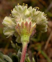 Image result for Eriosema burkei