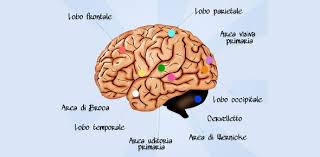 Maybe you would like to learn more about one of these? Our Brain And Our Behavior The Biopsychology Quiz Proprofs Quiz
