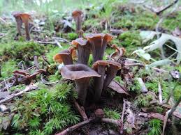 Image result for Craterellus fallax