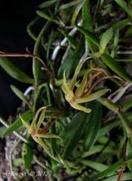Image result for Angraecum moandense