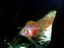 We did not find results for: The Parrot Cichlid Caring For Varieties And Forums