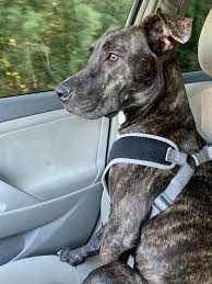 The search tool above returns a list of breeders located nearest to. Plott Hound Puppies For Sale Jacksonville Fl 318778