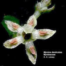 Image result for Myrsinaceae
