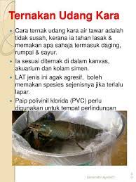 Ternak udang kara air tawar kuching sarawakkotakama kama. Cara Ternak Udang Kara Lobster Air Tawar Lat Di 017 2839861 Pedas Lobster Massaman Curry