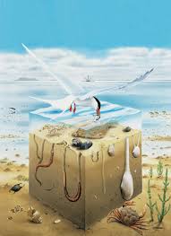 Das größte wattenmeer der welt. Ernst Klett Verlag Lehrwerk Online Schnittpunkt Online Schulbucher Lehrmaterialien Und Lernmaterialien