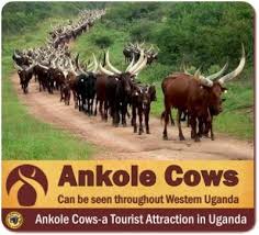 The five boer goats will be given to the aunties and uncles of rwakairu as a token of appreciation for raising her up. Ankole Cows In Uganda Rwanda The Cattle Of Kings Known As Watusi Cows