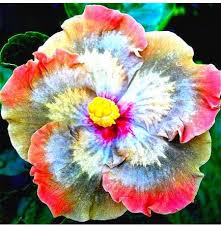 Learn how to grow your own dahlias from seed, in this simple practical guide from the experts at bbc gardeners' world magazine. Egrow 50pcs Pack Giant Hibiscus Flower Seeds Garden Home Perennial Potted Plants Flowers