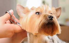 Usually, you'll need a separate bean grinder before using them, which is an added cost, but they generally come with a milk frothing capability. Top 5 Business Opportunities In Pet Care Industry