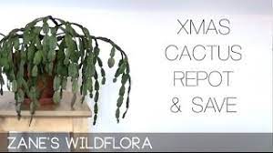 Explore our guide to the best indoor plants. How To Save And Repot A Christmas Cactus Youtube