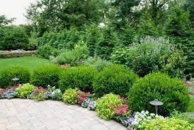 These plants are 1 year, fully rooted plants in quart size pots. Landscaping Tremendous Landscaping Bushes For Front Of House Best Evergreen Shrubs How To Choose Shrubs For Landscaping Landscaping Shrubs Evergreen Landscape