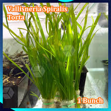 Image result for Vallisneria spiralis