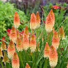 Image result for Kniphofia