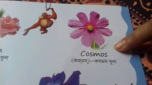 16 17 the festival also celebrates the beginning of a good spring harvest season. Flowers Name Online Bangla Flowers Name With Picture For Children In Bengali Flowers Name Youtube