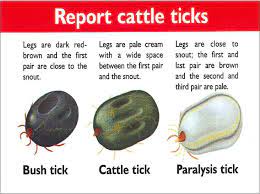 Tick Treatment Management In Cattle Grow Solutions