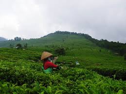 Gunung ini tingginya sekitar 2000 meter dpl. Prita Hw Personal Lifestyle Blog Dusun Promasan Destinasi Wisata Anti Mainstream Di Lereng Gunung Ungaran