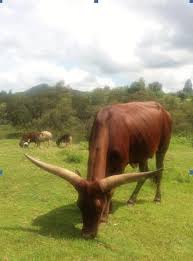 Image result for Chrysochloa hubbardiana