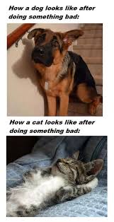 Cats Give No Cares Funny Animals Funny Animal Pictures Cute Animals