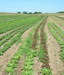 Advancing Organic Agriculture in the U.S.